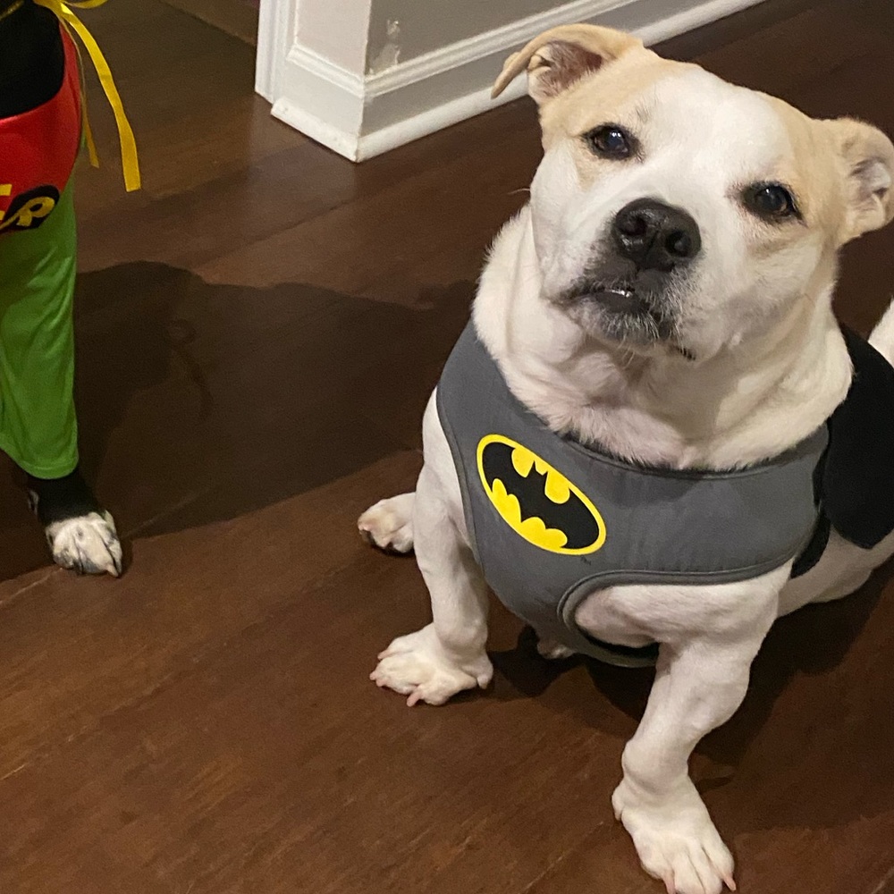 Dog Batman costume